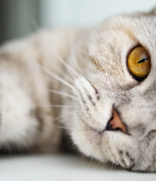 Szczelnie-do góry piękny kot — Zdjęcie stockowe