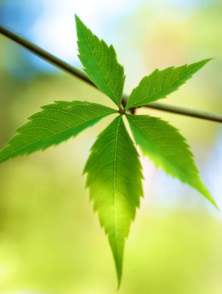 추상적인 배경 위에 신선한 녹색 잎 — 스톡 사진