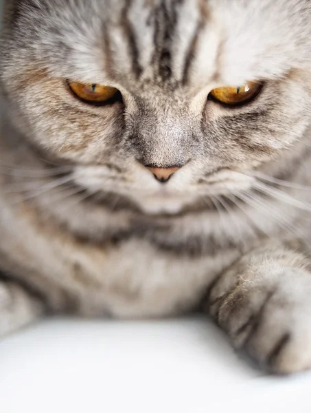 Close-up van een prachtige kat — Stockfoto