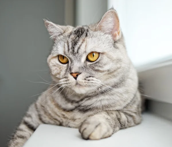 Крупный план красивой кошки — стоковое фото