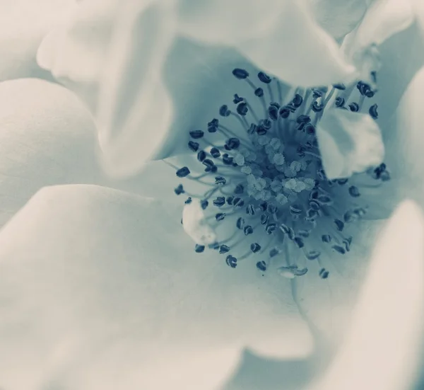 一朵美丽的花的特写 — 图库照片