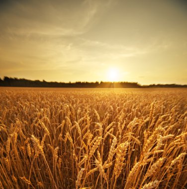 Wheat field clipart