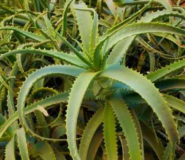 Aloe Vera leaves clipart