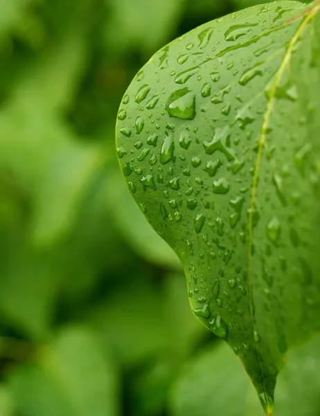 Foglia verde bagnata — Foto Stock