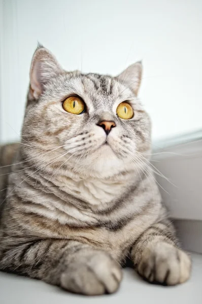 Nahaufnahme einer schönen Katze — Stockfoto