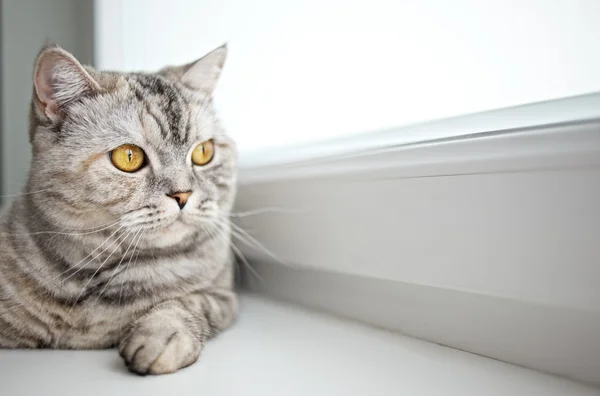 Güzel kedi Close-Up — Stok fotoğraf