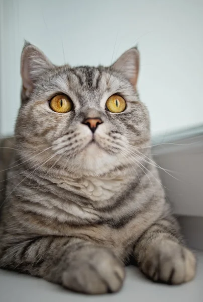 Симпатичный кот смотрит вверх — стоковое фото