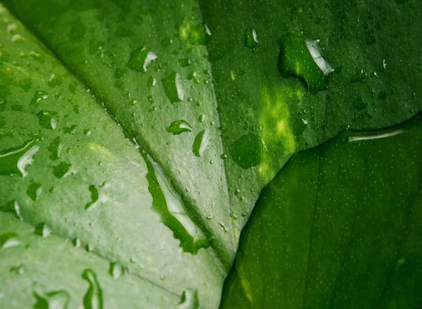 Textura da folha húmida — Fotografia de Stock