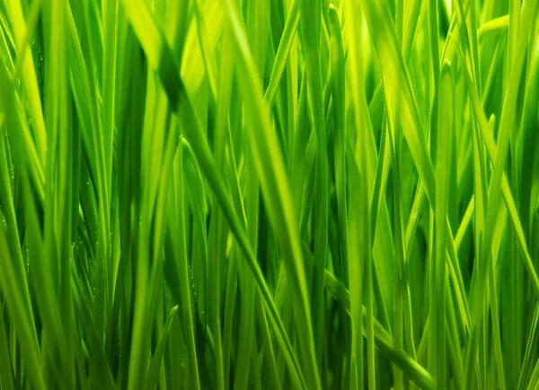Fresco verde erba sfondo — Foto Stock