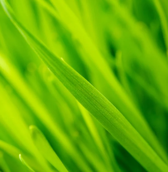 Friss zöld fű háttér — Stock Fotó