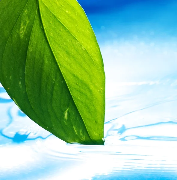 Frisches grünes Blatt und klares blaues Wasser — Stockfoto