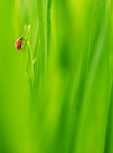 对鲜草的瓢虫 — 图库照片
