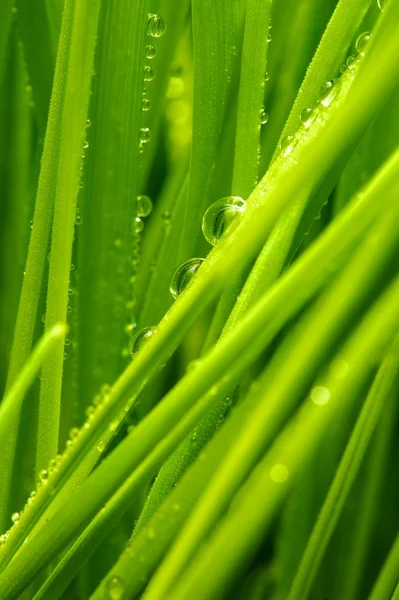 Erba fresca verde con gocce d'acqua su di esso — Foto Stock