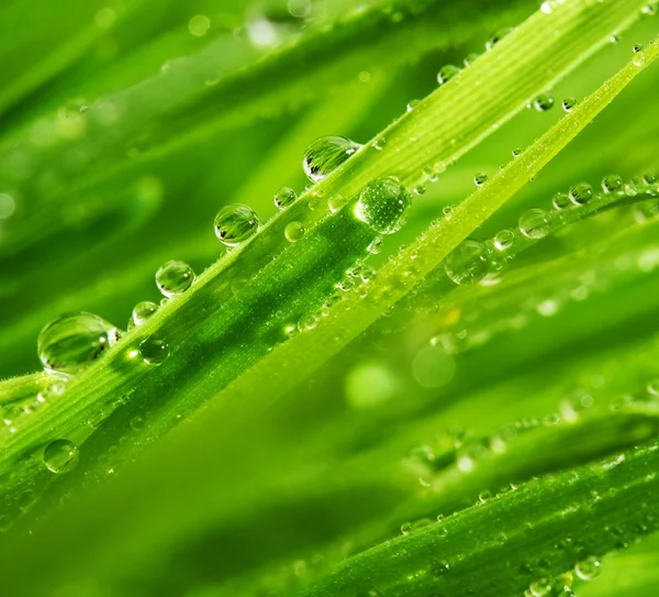 Färskt grönt gräs med vattendroppar på — Stockfoto