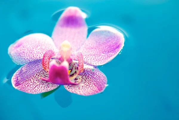 Bela flor de orquídea e água azul limpa — Fotografia de Stock