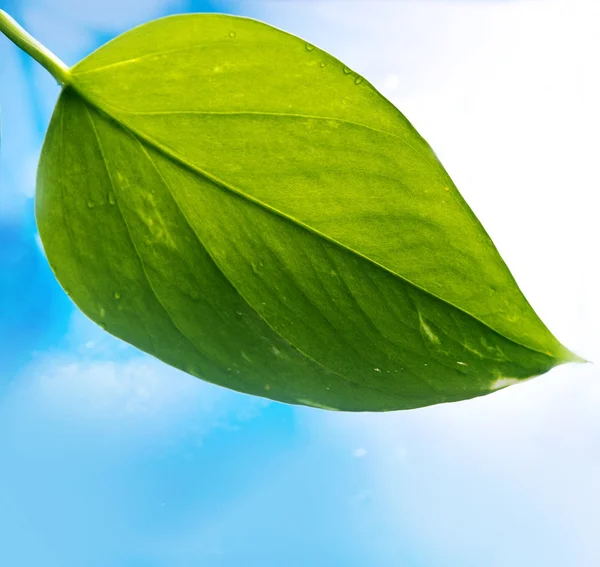 Frisches grünes Blatt auf blauem Hintergrund — Stockfoto