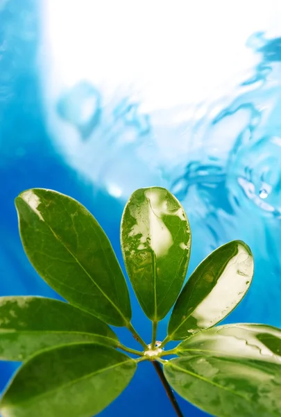 Frische grüne Blätter und klares blaues Wasser — Stockfoto