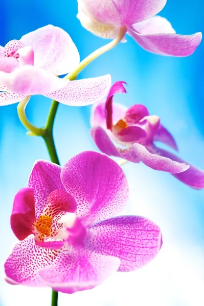 Όμορφη ορχιδέα λουλούδια — Φωτογραφία Αρχείου