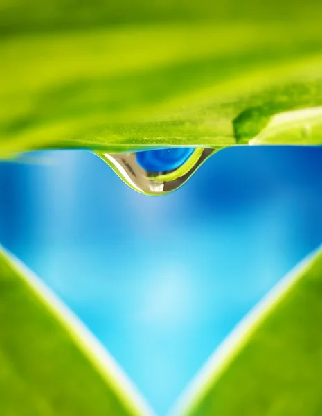 Yeşil bir yaprağa su damlası — Stok fotoğraf