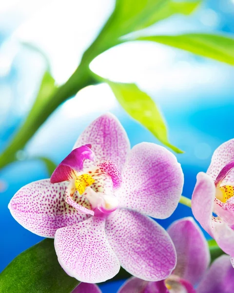 Güzel orkide çiçekler — Stok fotoğraf