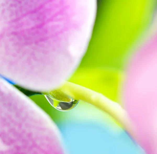 Beautiful pink flower's petal with water drop on it reflected in water — Stock Photo, Image