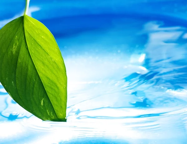 Fresh green leaf and clear blue water — Stok fotoğraf