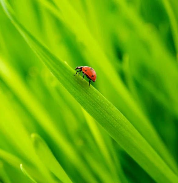 Lieveheersbeestje op een verse gras — Stockfoto