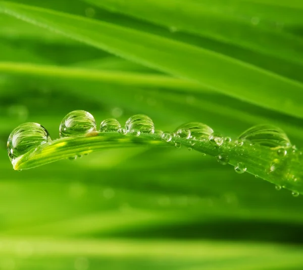 Erba fresca verde con gocce d'acqua su di esso — Foto Stock