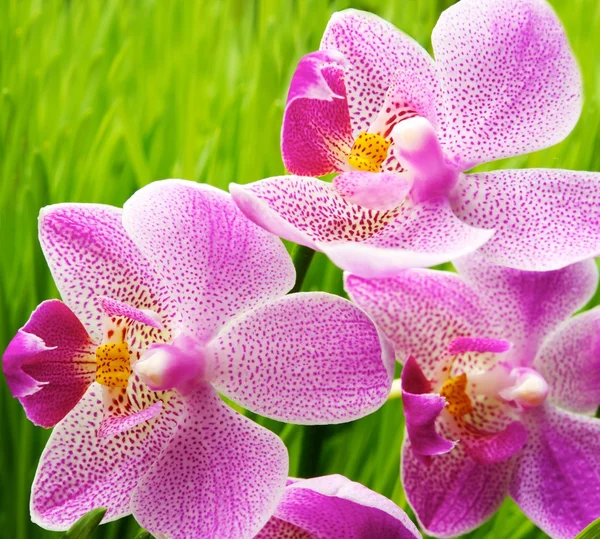 Schöne Orchideenblumen über grünem Gras Hintergrund — Stockfoto