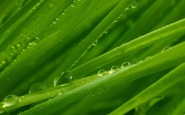 Świeża zielona trawa z kroplami wody na niej — Zdjęcie stockowe