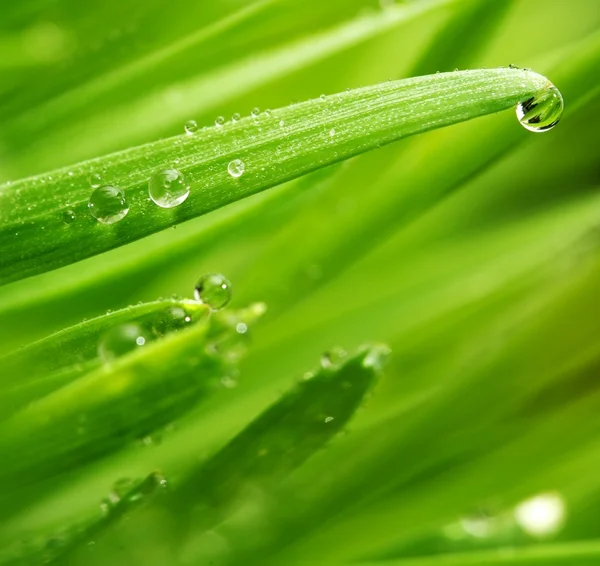 Friss zöld fű vízcseppekkel. — Stock Fotó