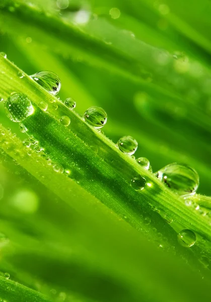 Grama verde fresca com gotas de água — Fotografia de Stock