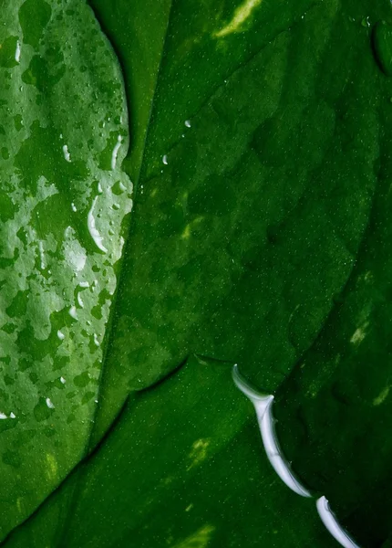Wet leaf texture — Stock Photo, Image