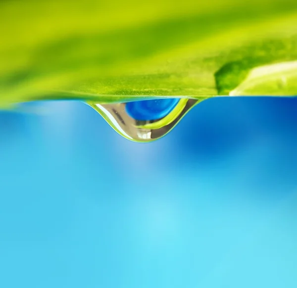 Vatten droppe på ett grönt löv — Stockfoto