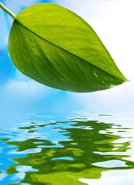 Folha verde fresca sobre fundo azul refletida na água — Fotografia de Stock