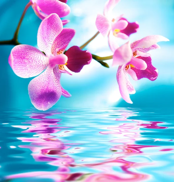 Lindas flores de orquídeas refletidas na água — Fotografia de Stock