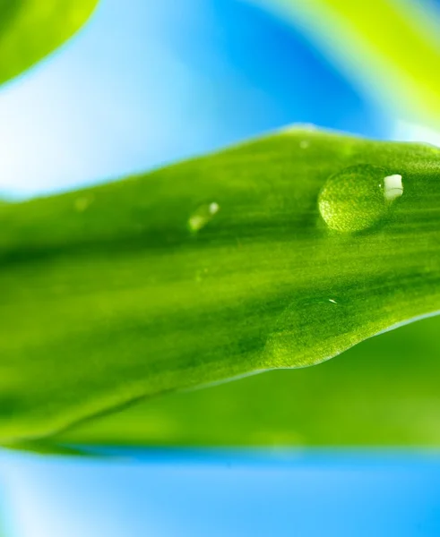 Wassertropfen auf einem grünen Blatt — Stockfoto