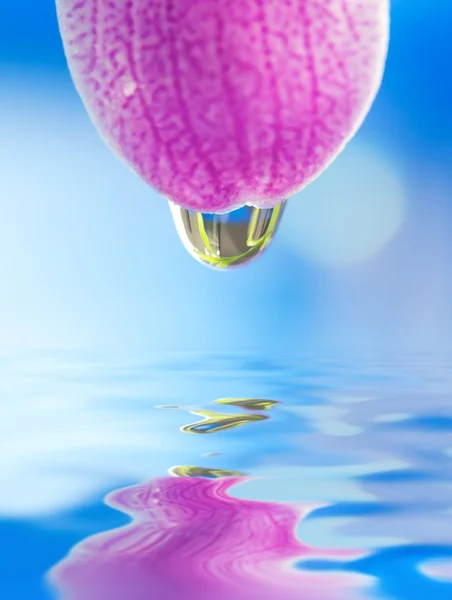 Пелюстка рожевої квітки з краплями води на ній відбивається у воді — стокове фото