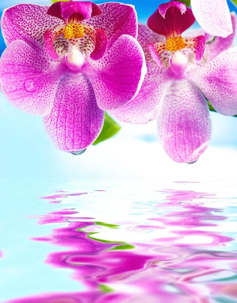 Lindas flores de orquídeas refletidas na água — Fotografia de Stock