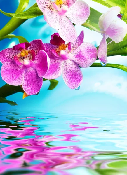Piękne kwiaty orchidei, odbite w wodzie — Zdjęcie stockowe