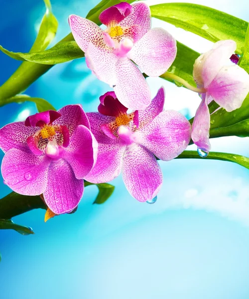 Lindas flores de orquídea — Fotografia de Stock