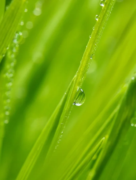 Свіжа зелена трава з краплями води на ній — стокове фото