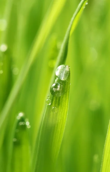 Świeża zielona trawa z kroplami wody na niej — Zdjęcie stockowe