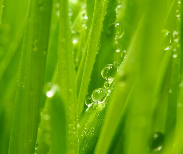 Vers groen gras met waterdruppels erop — Stockfoto