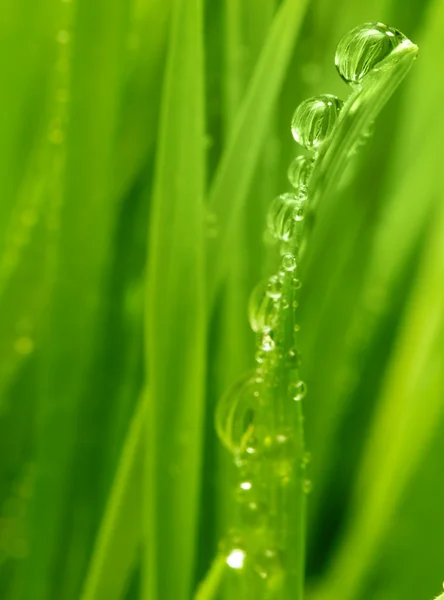 Üzerinde su damlaları olan taze yeşil çimenler. — Stok fotoğraf