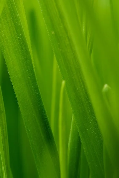 싱싱 한 푸른 잔디 배경 — 스톡 사진
