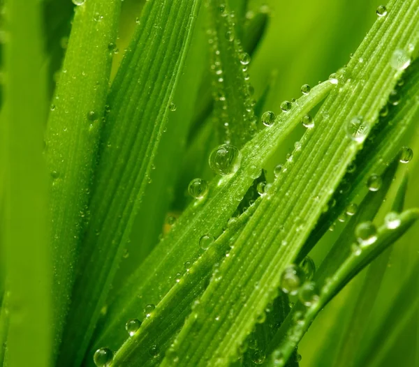 Grama verde fresca com gotas de água — Fotografia de Stock