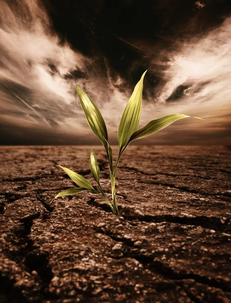 Green plant growing through dead soil — Stock Photo, Image