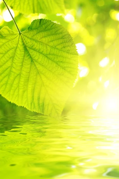 Imagem de um verde folhas sobre abstrato desfocado fundo — Fotografia de Stock