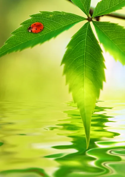 Lieveheersbeestje zittend op een groene blad weerspiegeld in de gerenderde water — Stockfoto